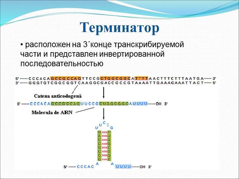 Терминатор  расположен на 3´конце транскрибируемой части и представлен инвертированной последовательностью